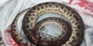 Homem morde sucuri para escapar de ataque em SP; animal morre