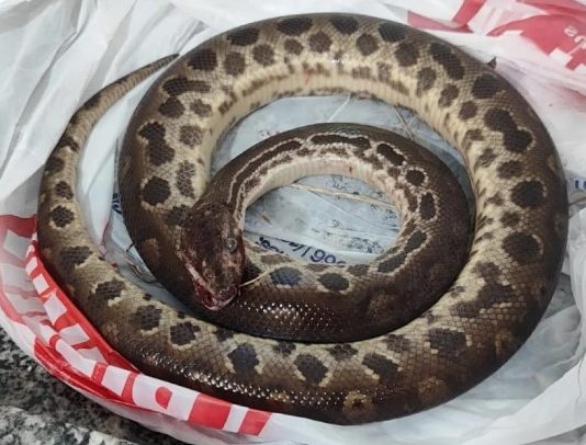 Homem morde sucuri para escapar de ataque em SP; animal morre