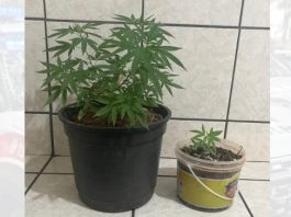 Polícia Militar apreende pés de maconha em residência no Presidente Venceslau