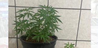Polícia Militar apreende pés de maconha em residência no Presidente Venceslau