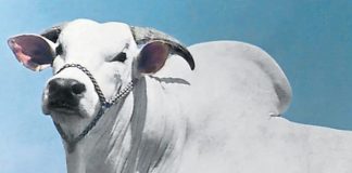 Há 60 anos nascia Chummak, o touro que colocou o nelore brasileiro em outro patamar