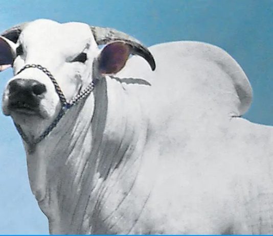 Há 60 anos nascia Chummak, o touro que colocou o nelore brasileiro em outro patamar