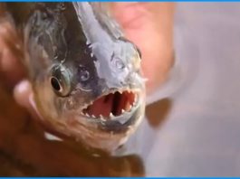 Criança de 04 anos perde parte do dedo após ataque de piranha em balneário de Rancharia