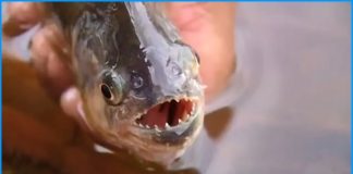 Criança de 04 anos perde parte do dedo após ataque de piranha em balneário de Rancharia