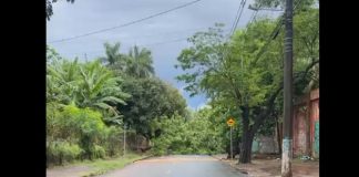 Após volume elevado de chuva, árvore cai em via próxima à APAE de Prudente