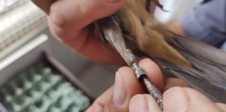 Homem é multado em R$ 500 por manter ave da fauna silvestre em cativeiro no bairro Brasil Novo