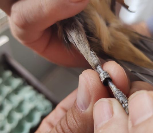 Homem é multado em R$ 500 por manter ave da fauna silvestre em cativeiro no bairro Brasil Novo