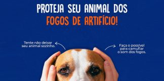 É necessário atenção redobrada com os pets durante fogos de artifício na vira do ano