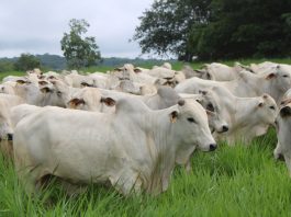 Valorização da arroba impulsiona investimentos em recuperação de pastagens