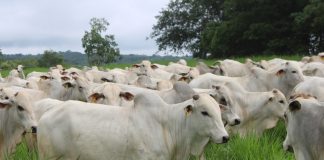 Valorização da arroba impulsiona investimentos em recuperação de pastagens