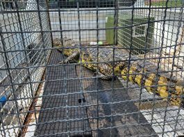 Polícia Ambiental captura jacaré-do-papo-amarelo em frigorífico de Presidente Venceslau