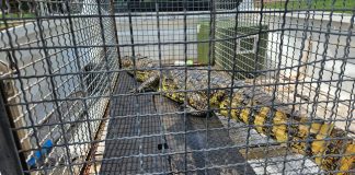 Polícia Ambiental captura jacaré-do-papo-amarelo em frigorífico de Presidente Venceslau