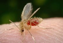 Pesquisa revela que Leishmaniose pode estar se espalhando da cidade para sítios