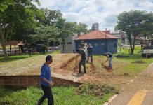 Prudente terá campo de girassóis no Parque do Povo para visitação e fotos