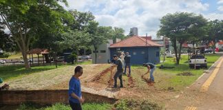 Prudente terá campo de girassóis no Parque do Povo para visitação e fotos