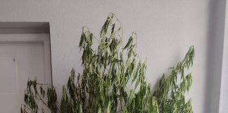 Polícia encontra pés de maconha e tijolo de maconha em chácara no Morada do Sol