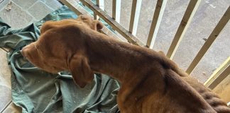 ASSISTA: Polícia Ambiental resgata cachorro vítima de maus-tratos e prende responsável em Álvares Machado