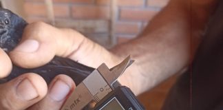 Homem é multado em R$ 10 mil por inserir informação falsa em sistema de controle de passeriformes