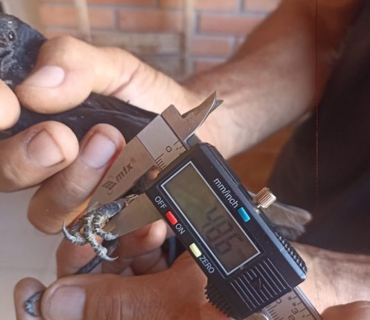 Homem é multado em R$ 10 mil por inserir informação falsa em sistema de controle de passeriformes