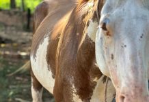 Homem é multado em R$ 3 mil por maus-tratos a cavalo em Martinópolis