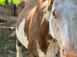 Homem é multado em R$ 3 mil por maus-tratos a cavalo em Martinópolis
