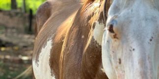 Homem é multado em R$ 3 mil por maus-tratos a cavalo em Martinópolis