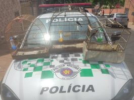Polícia Ambiental aplica R$ 2.700 em multas após encontrar aves silvestres mantidas em cativeiro em Álvares Machado