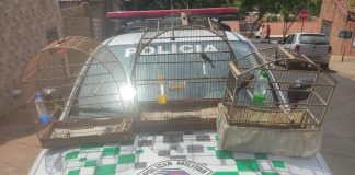Polícia Ambiental aplica R$ 2.700 em multas após encontrar aves silvestres mantidas em cativeiro em Álvares Machado