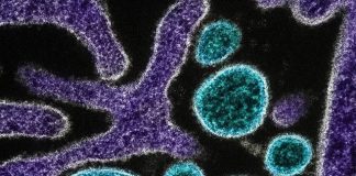 Nipah: Entenda como funciona o vírus com alto índice de mortalidade