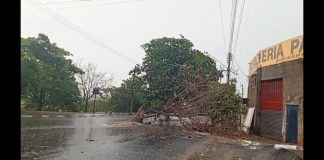 Árvore cai na avenida JK após chuva intensa na tarde desta sexta-feira em Prudente