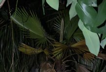 Homem é preso após furtar planta avaliada em R$ 400 em Presidente Prudente