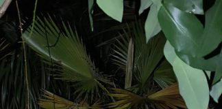 Homem é preso após furtar planta avaliada em R$ 400 em Presidente Prudente