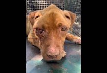 Polícia Ambiental resgata cão em situação de extremo maus-tratos em Álvares Machado