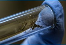 DENGUE: Secretaria Estadual confirma morte por dengue em Nova Guataporanga, Prudente ainda não registrou nenhum caso em 2026