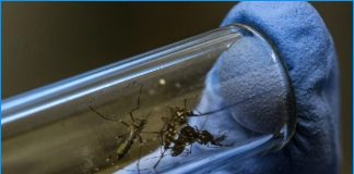 DENGUE: Secretaria Estadual confirma morte por dengue em Nova Guataporanga, Prudente ainda não registrou nenhum caso em 2026