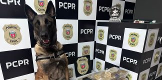 Cão farejador descobre 22 Kg de maconha dentro de mala que viria para Presidente Prudente