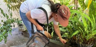 Prudente registra apenas um caso de dengue em janeiro