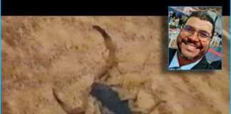 ASSISTA: Radialista de Presidente Prudente encontra escorpião amarelo ao lado da cama