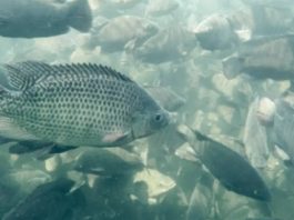 Produção de tilápia em São Paulo cresce 4% em 2025