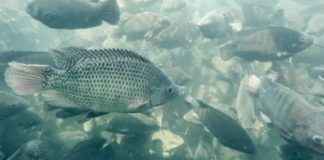 Produção de tilápia em São Paulo cresce 4% em 2025