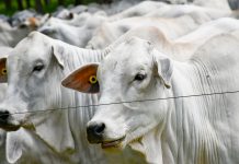 Presidente Prudente poderá ter selo de origem para carne produzida na região