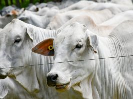 Presidente Prudente poderá ter selo de origem para carne produzida na região