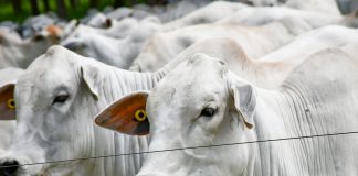 Presidente Prudente poderá ter selo de origem para carne produzida na região