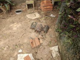 Morador de Adamantina é multado em R$ 3 mil por manter jabutis em cativeiro