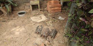 Morador de Adamantina é multado em R$ 3 mil por manter jabutis em cativeiro