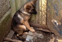 Câmara de Presidente Prudente aprova projeto que recompensa denúncias de maus-tratos a animais