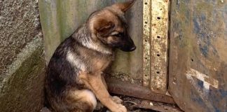 Câmara de Presidente Prudente aprova projeto que recompensa denúncias de maus-tratos a animais