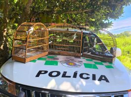 Homem é multado em R$ 1,5 mil por manter aves silvestres em cativeiro em Presidente Prudente