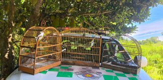Homem é multado em R$ 1,5 mil por manter aves silvestres em cativeiro em Presidente Prudente