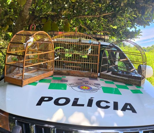 Homem é multado em R$ 1,5 mil por manter aves silvestres em cativeiro em Presidente Prudente